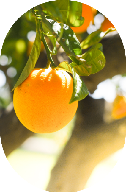orange-equipe