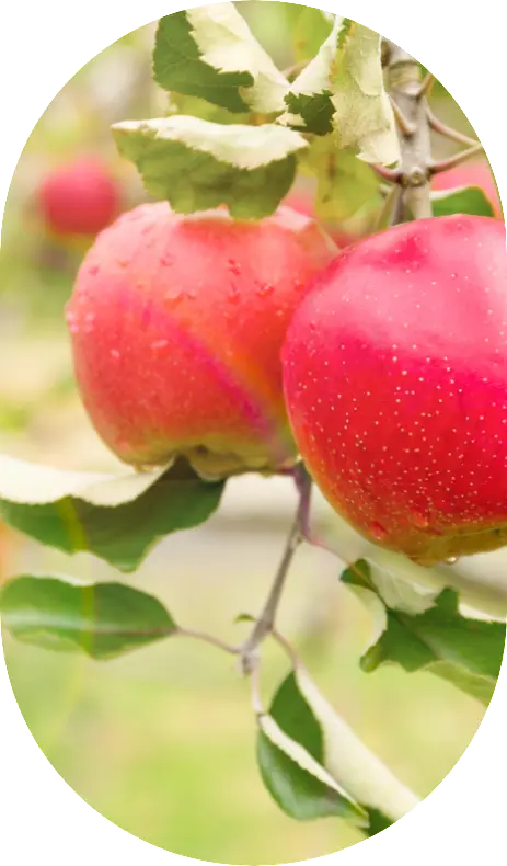 Home-Pommes